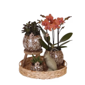 Gift set 'Urban Nature'