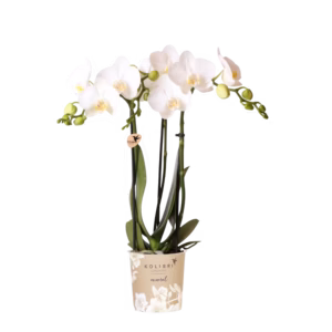Witte orchidee 'Amabilis' Ø9cm
