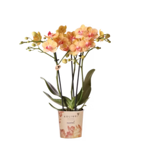 Oranje orchidee 'Jamaica' Ø9cm