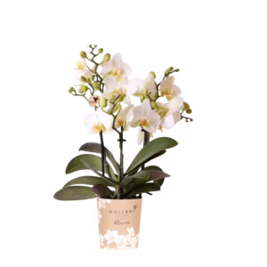 Witte orchidee 'Lausanne' Ø9cm