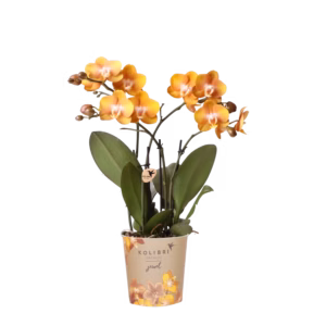 Oranje orchidee 'Las Vegas' Ø12cm