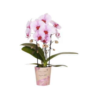 Roze Niagara Fall orchidee Ø9cm