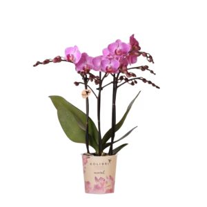 Paarse orchidee 'Vienna' Ø9cm