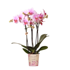 Roze orchidee 'Rotterdam' Ø9cm
