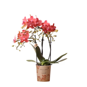 Rode orchidee 'Congo' Ø9cm