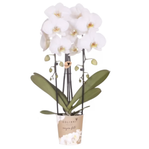 Witte Niagara Fall orchidee Ø12cm