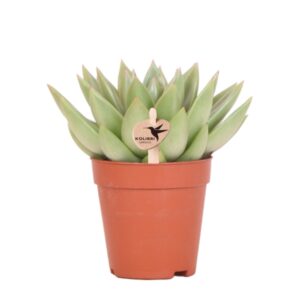 Succulent Echeveria Miranda