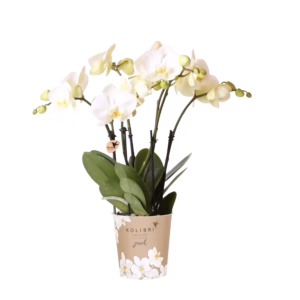 Witte orchidee 'Ghent' Ø12cm