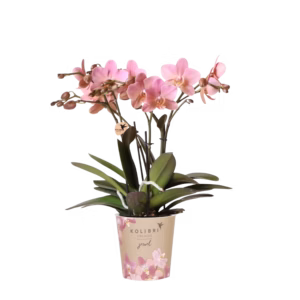 Oudroze orchidee 'Treviso' Ø12cm