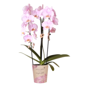 Roze Niagara Fall orchidee Ø12cm