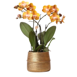 Oranje orchidee Las Vegas in Groove pot Ø12cm | goud