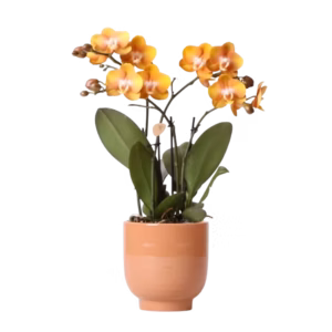Oranje orchidee Las Vegas in Glazed pot Ø12cm | cognac