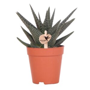 Succulent Haworthia Royal Highnness