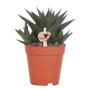 Succulent Haworthia Limifolia