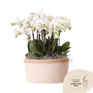 Mono Bouquet in Cotton Basket