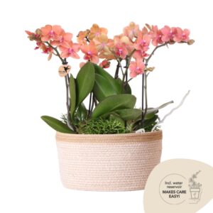 Jungle Bouquet in Cotton Basket - Oranje