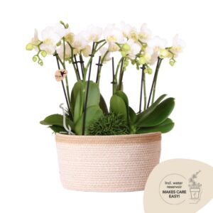 Jungle Bouquet in Cotton Basket