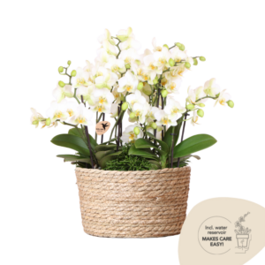 Jungle Bouquet in Reed Basket