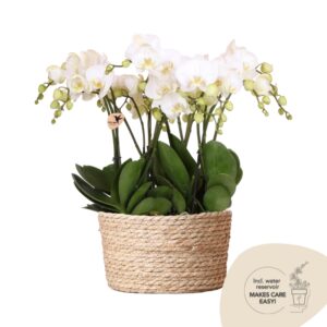 Mono Bouquet in Reed basket - Wit