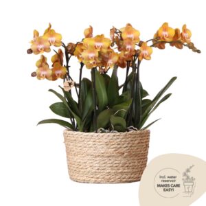 Mono Bouquet in Reed basket