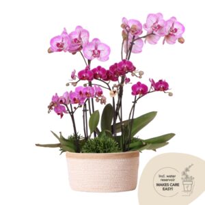 Field Bouquet in Cotton Basket - Violet