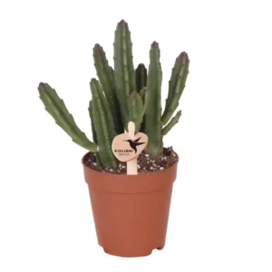 Stapelia Leendertziae