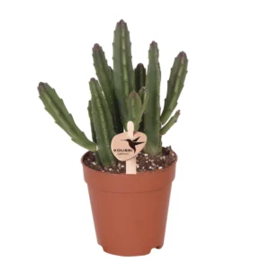 Stapelia Leendertziae