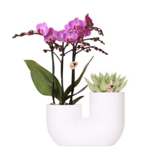 Roze orchidee Vienna en succulent in Tube sierpot | wit