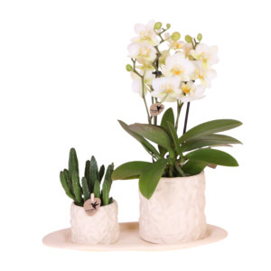 Gift set Star Fish small