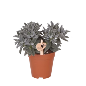 Succulent Crassula Tarantula