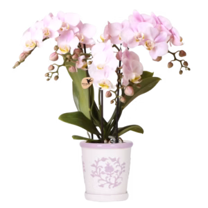 Roze orchidee Portugal in Malaga sierpot | roze