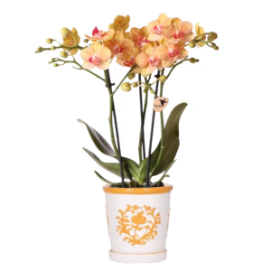 Oranje orchidee Jamaica in Malaga sierpot | oranje