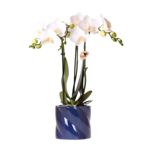 Witte orchidee Amabilis in Candy sierpot blauw