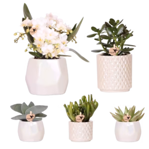 Mix van succulenten, Nazaré orchidee en Pearl sierpotten