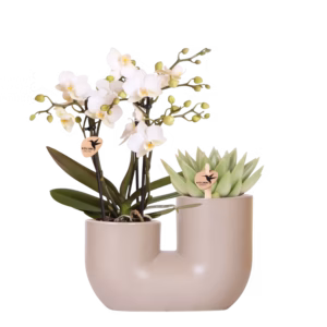 Set van witte orchidee en succulent in Tube sierpot zand