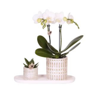 Gift set Le Chic Small