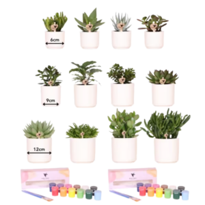 Creatives pakket - Ware Kunstenaar voor 4 personen - succulenten