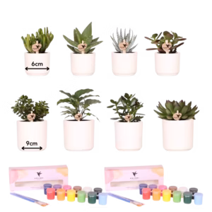 Creatives pakket - Creatieve Visionair voor 4 personen - succulenten