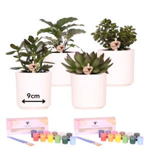 Creatives Pakket - Beginnende Artiest voor 4 personen - succulenten