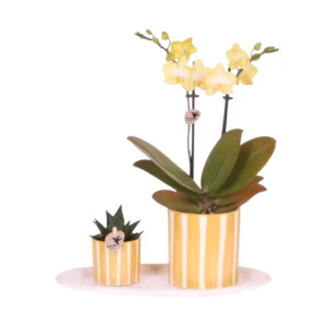 Gift Set small 'painted stripe' geel