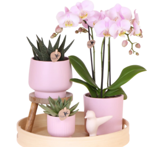 Gift set 'floral blush' roze