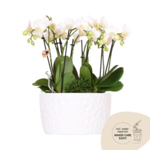 Jungle Bouquet in Honey dish