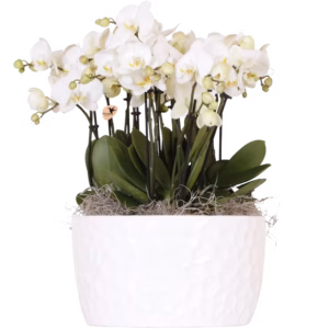 Mono Bouquet in Honey dish