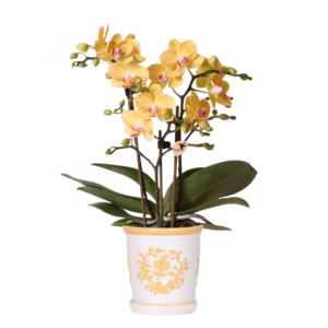 Gele orchidee Lima in Malaga pot licht oranje