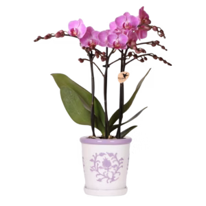 Paarse orchidee Vienna in Malaga pot lila