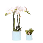 Plantenset Star Fish | blauw