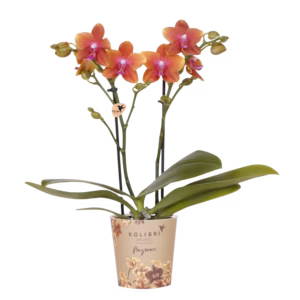 Geurende orchidee oranje Ø9cm