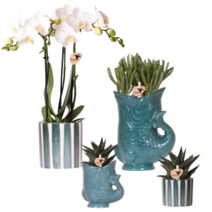 Plantenset Fish en Painted Stripe | groen