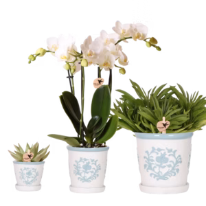 Plantenset Malaga turquoise