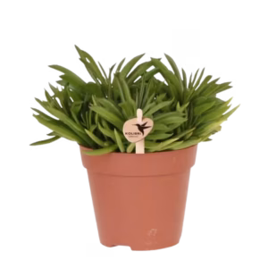 Succulent Happy Beam Ø12cm